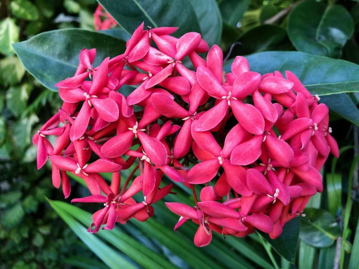 Bougainville - Hotel Pousada-Zen Salwador Zewnętrze zdjęcie